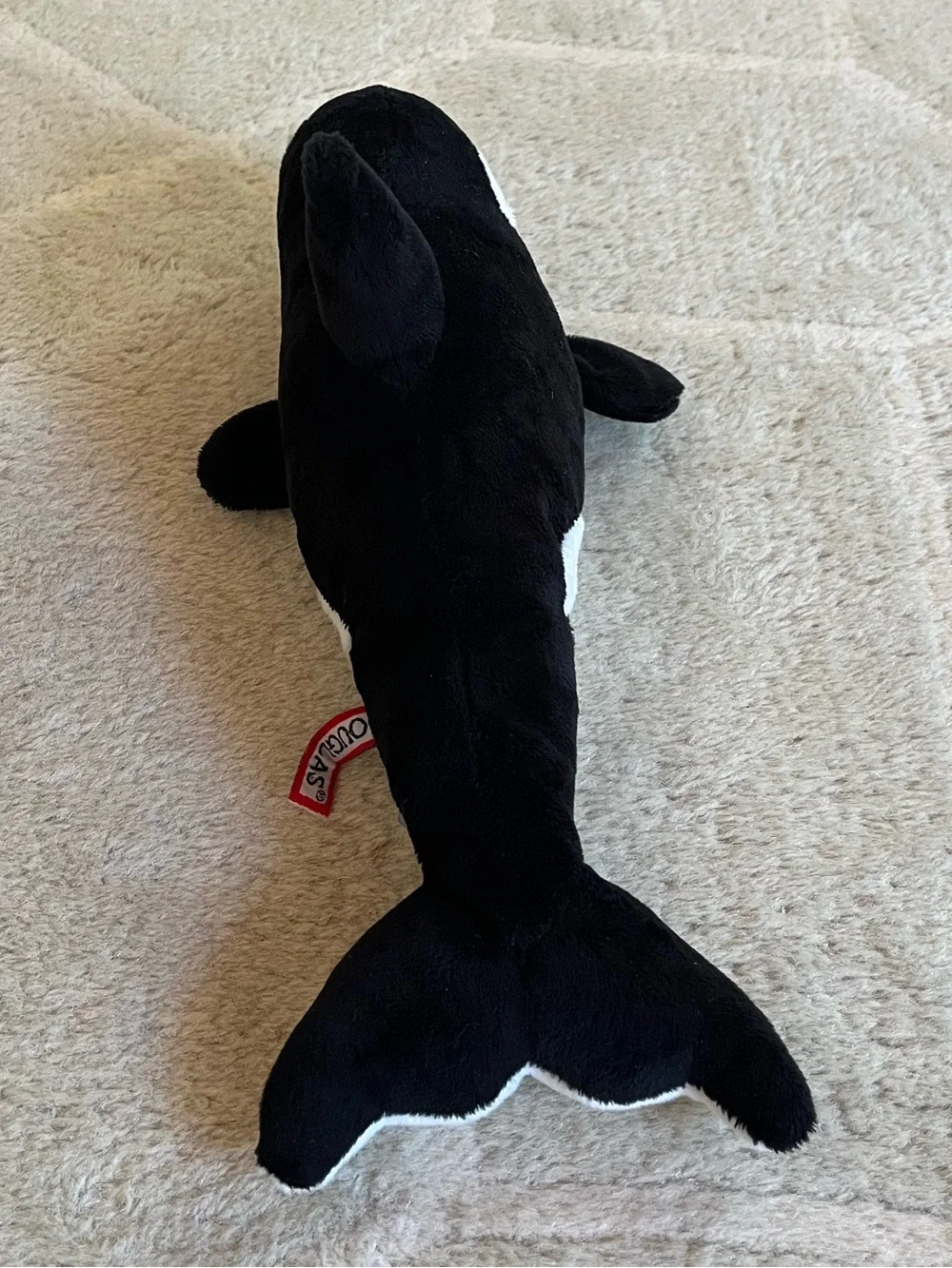 Douglas Spout Orca Whale